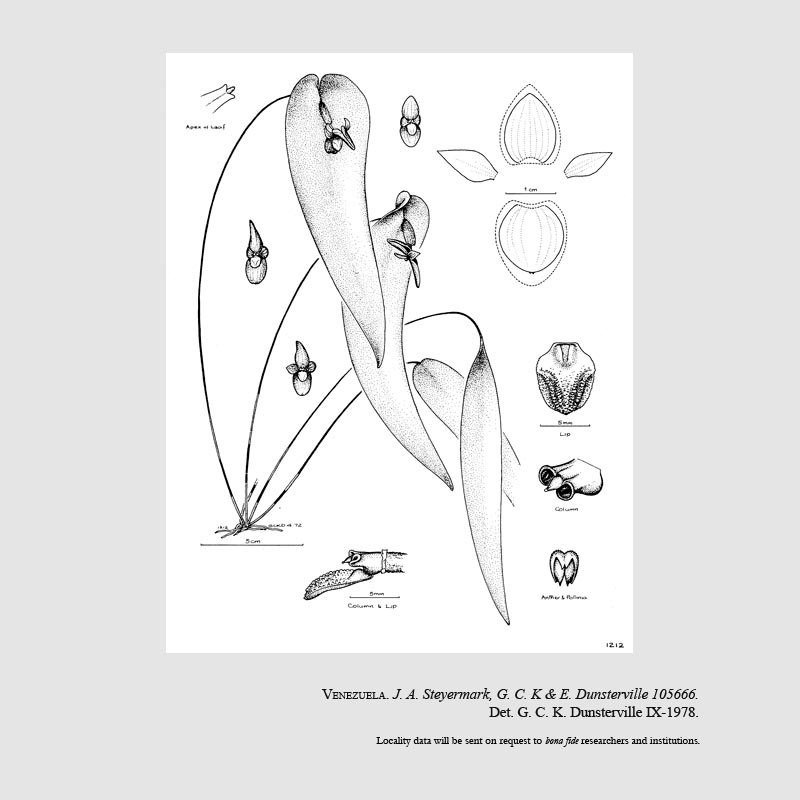 Pleurothallis perijaënsis